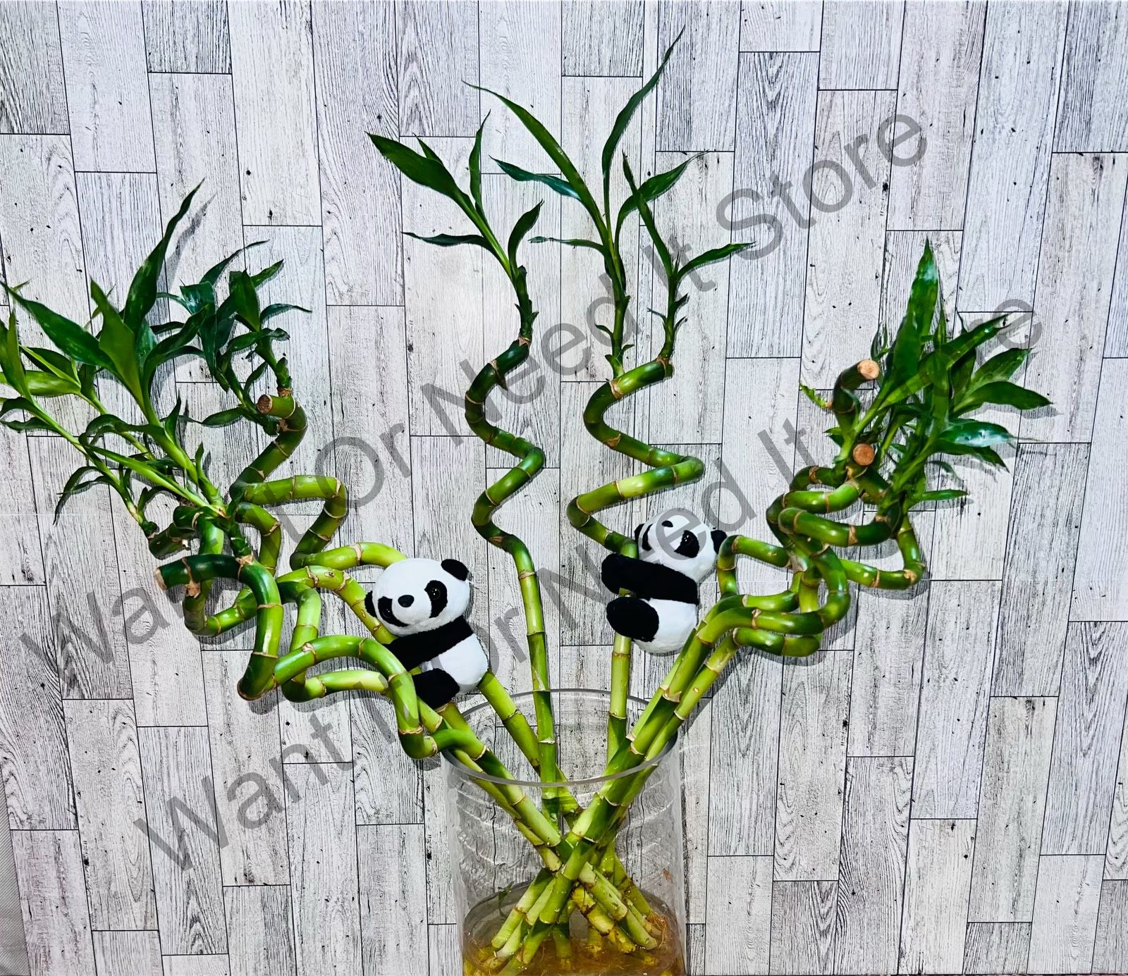 (2 feet+ Tall Total) Bundle Of Ten spiral curly lucky bamboo Plant W/ 1 Clip-on Plush Panda