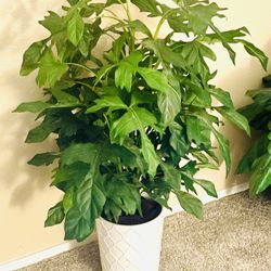 Artificial 47” Tall Japanese Aralia Plant in Raised White Ceramic Pot
