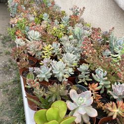 Succulents Plant’s 🌵🪴