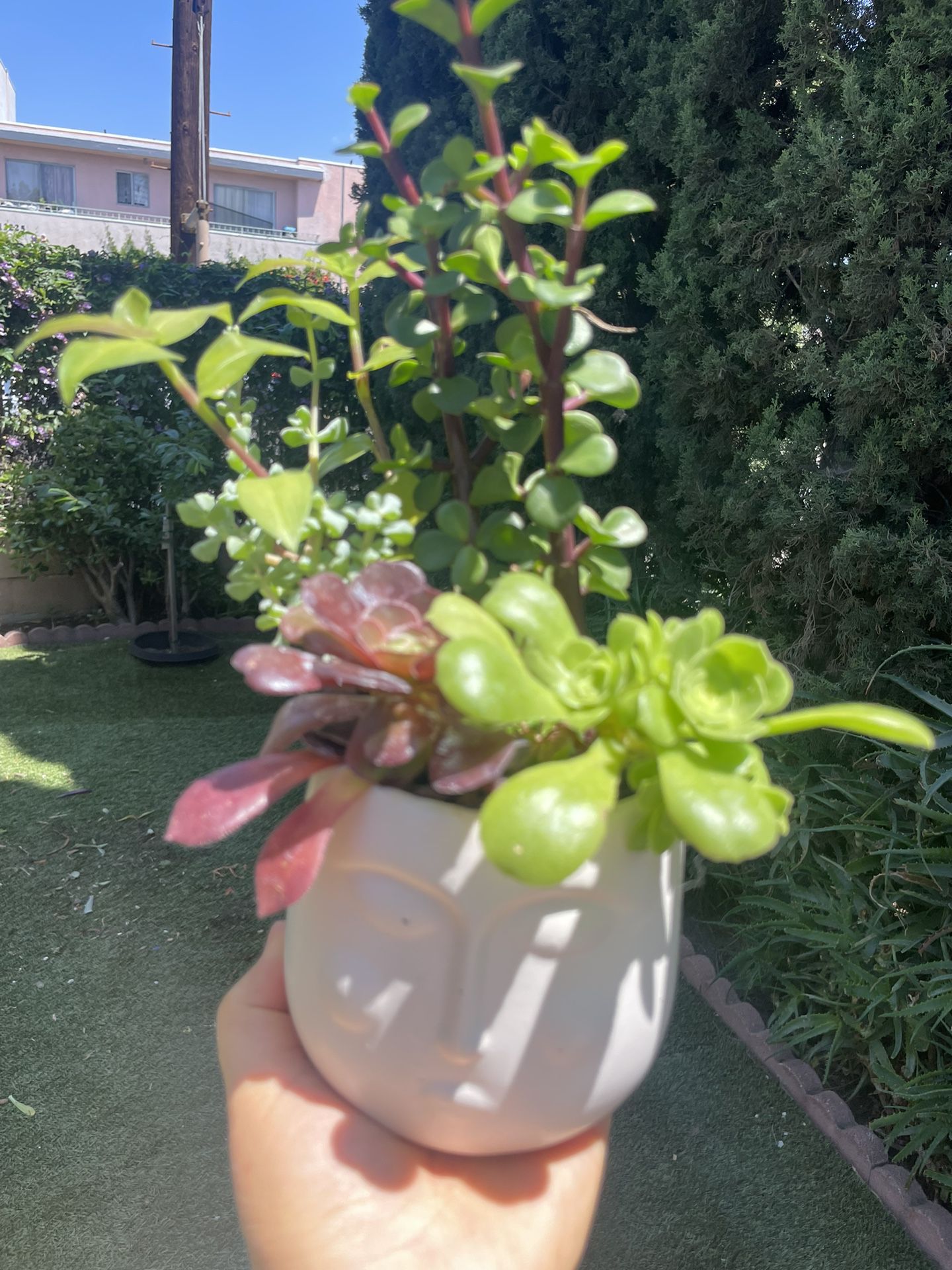 Pretty Succulent 