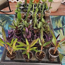 Assorted Succulents And Plants 2 Each Any