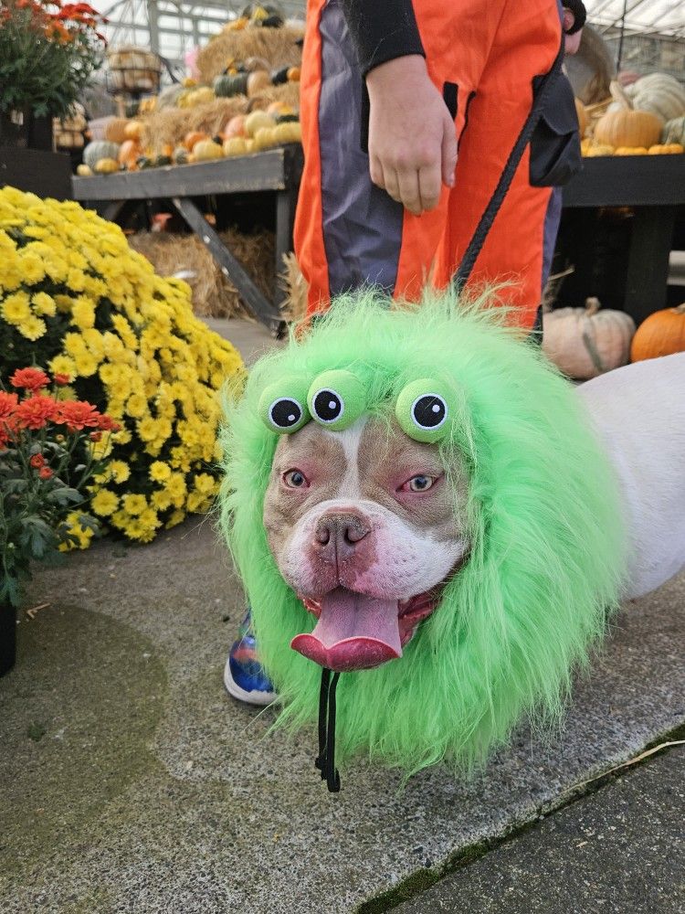 Doggy Halloween Costume