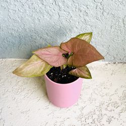 Pink Syngonium Plant 