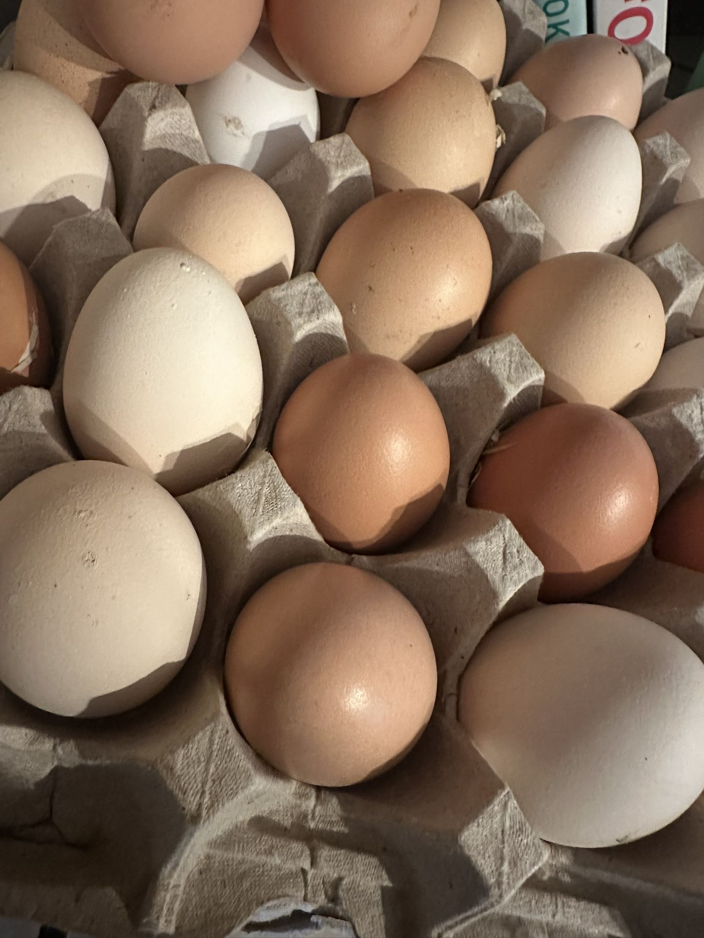 Fresh Eggs