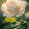 Rose 🌹 