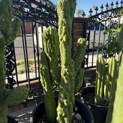 San Pedro cactus