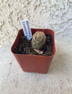 2 Inch Pot Cactus - Mammillaria Elongata Copper King - Golden Star- Rooted & Established - Drought Resistant- 🪴Baby Bridal Shower Favors