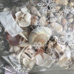 Sea Shells