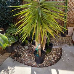 Very Large Yucca