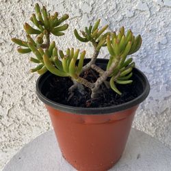 6 Inch Pot Succulent Plant - Crassula Ovata  Druce - Gollum Jade - Rooted & Established - Drought Resistant 🪴 