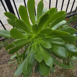 Big Green Aeonium Plant 