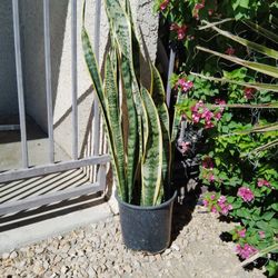 Snake Plant 