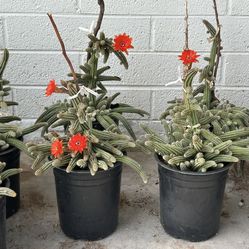 Echinopsis chamaecereus or Rose Quartz Peanut cactus cacti Plant in 1 gallon planter