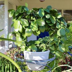 Multiple Hoyas Wrapped Around In A Wraith Shape