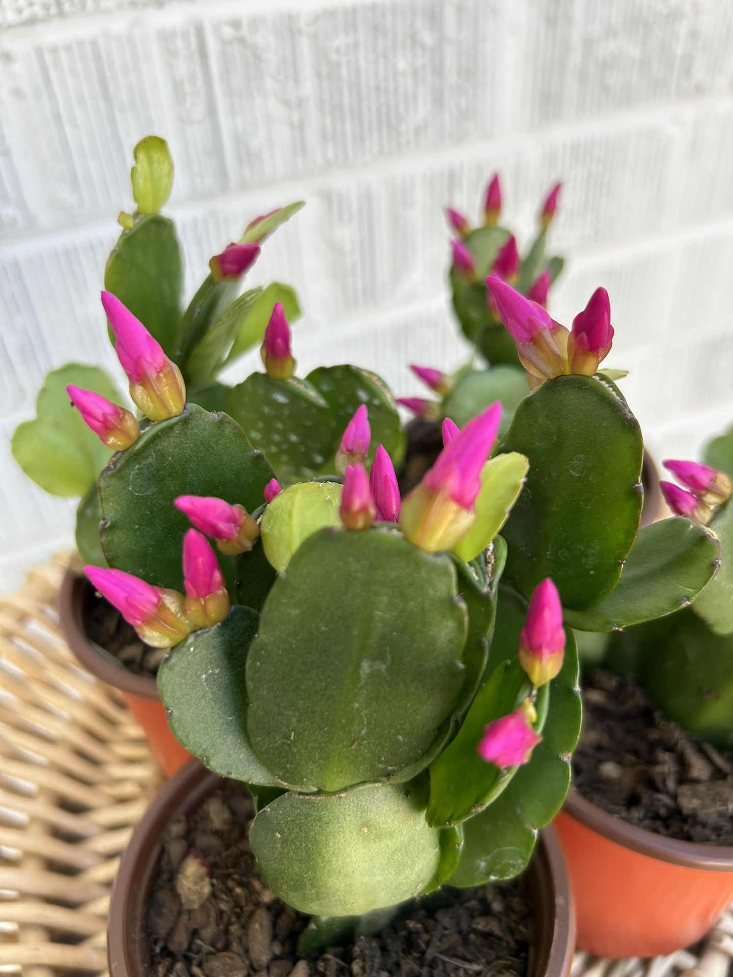Violet Pink Spring Flowering Cactus Plant Houseplant 4” Pot Succulent BLOOMING - 5 each