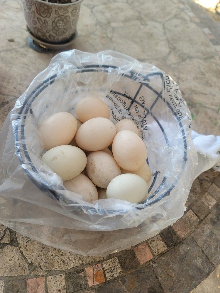 Duck Eggs Farm Fresh, Free Range