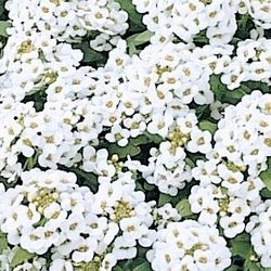 Organic White Alyssum Flower Seeds! Perennial Vareity! 2025 SEASON EARLY RELEASE!