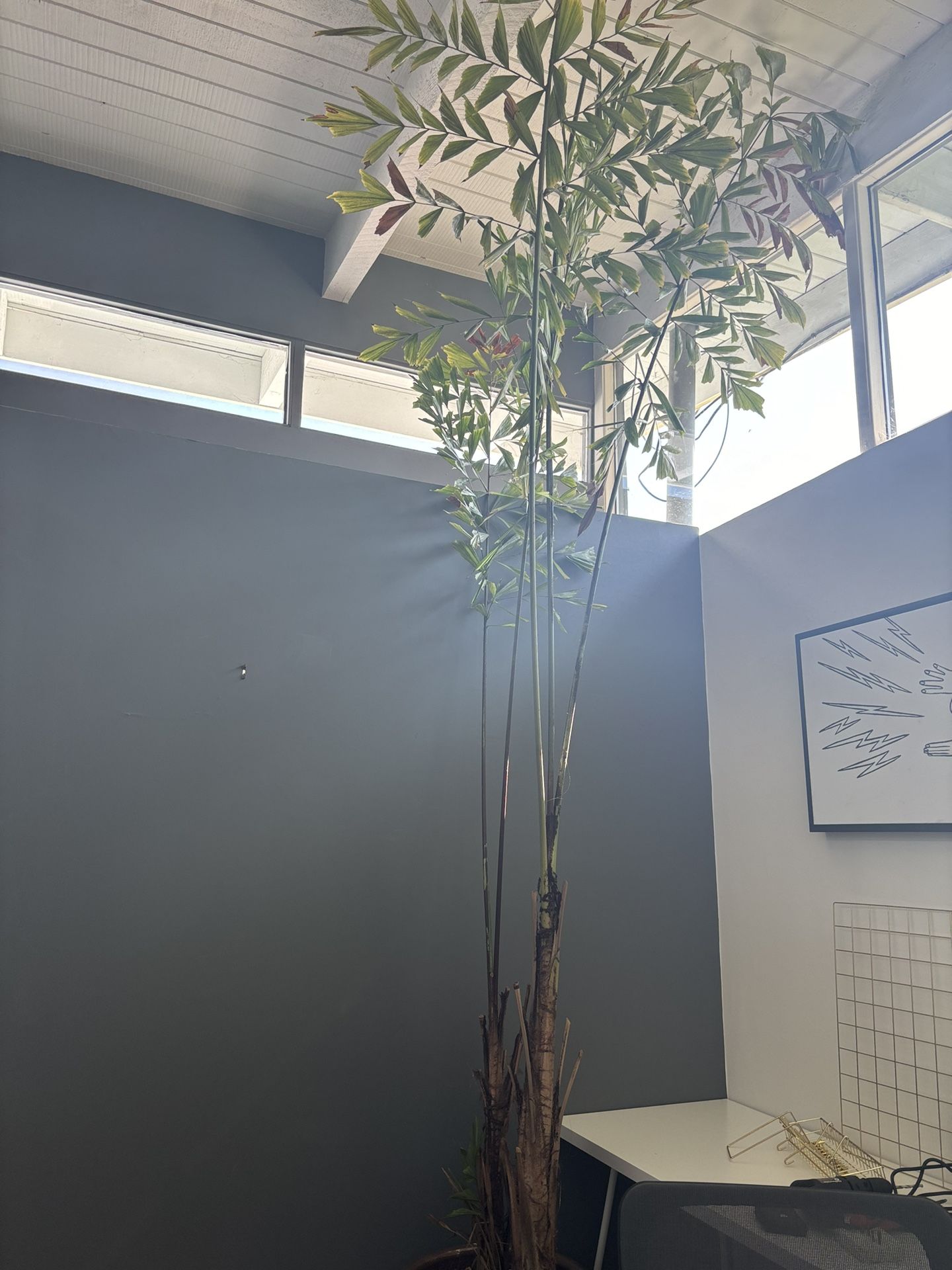 Giant 14 Foot Caryota Fishtail Palm