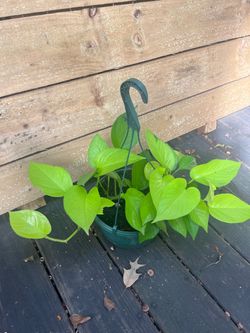 Neon Pothos Plant
