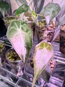 Alocasia Venom plant