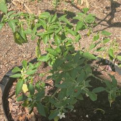 Organic Serrano Hot Chile Pepper Plant