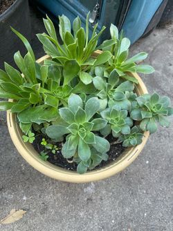 bundle plants