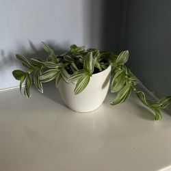 Live Houseplant Tradescantia Zebrina in 4.5” White Ceramic Pot