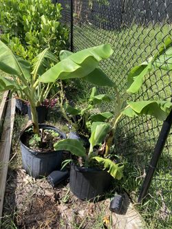 Oronico Plantain