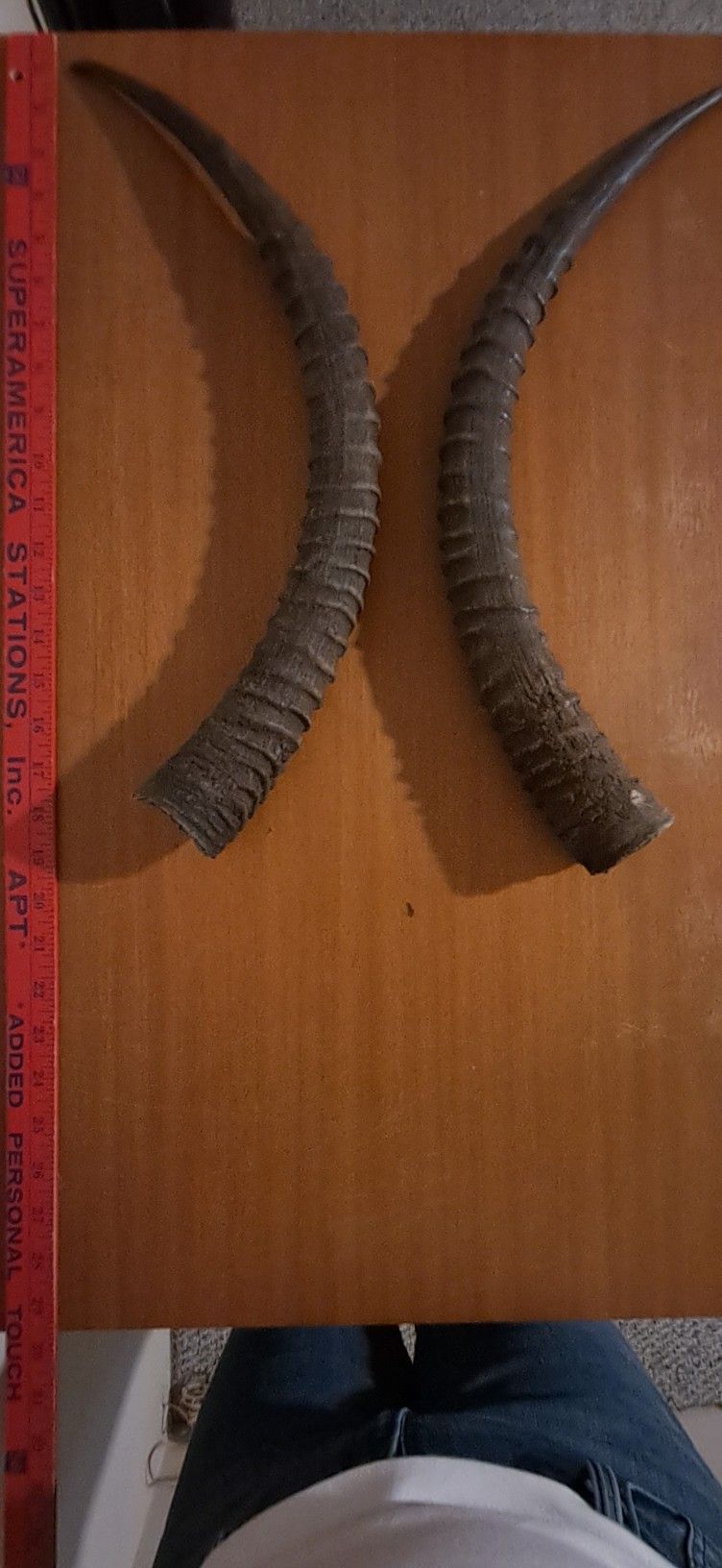 Antique 18 Inch Kudu Horns