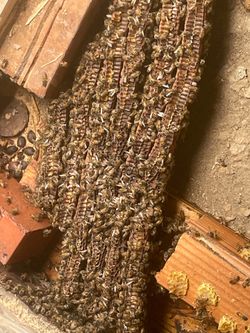 Bee Removal
