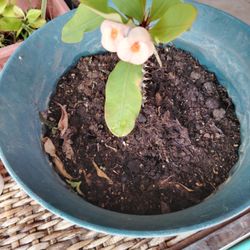 planta corona de Cristo $10