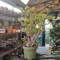 Jade Plant 