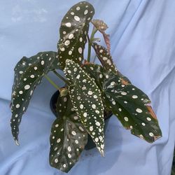 HERMOSAS PLANTAS NATURALES “ALAS DE ÁNGEL PLANT “