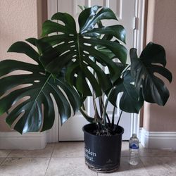 Beautiful Healthy Living House Plant - Monstera deliciosa