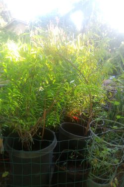 Nectarine & Peach trees & cumquat sprouts & palm tree dates  sprouts