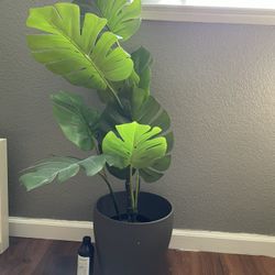 Ikea Plant 