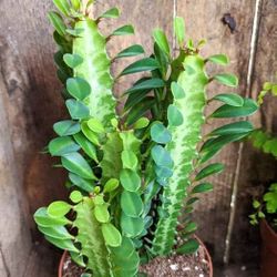 Euphorbia Trigona Succulent Cactus 🌵