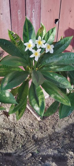 Planta Hawallana