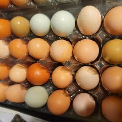 Large Brown Farm Fresh Eggs Free Delivery In The Galt Area