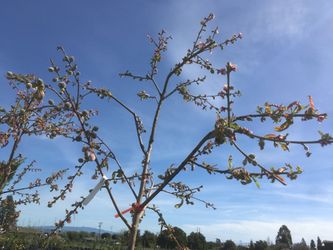 Fruit trees for sale