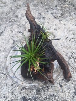 Aerial Tilandisias on driftwood