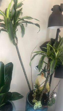 House plant stands over 2 feet tall weighs over 30 pounds