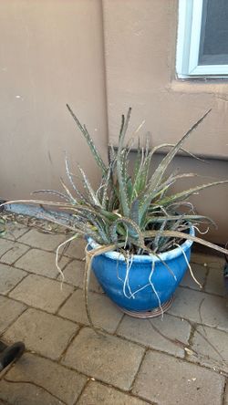 Free Aloe Plant