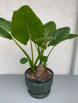 Alocasia plant