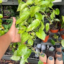 House Plant Potho 6”