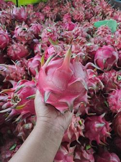 Sugar Apple 
