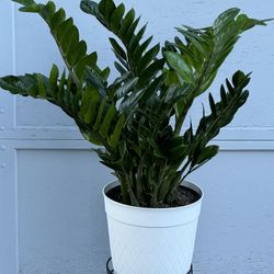 Huge ZZ Indoor Plant