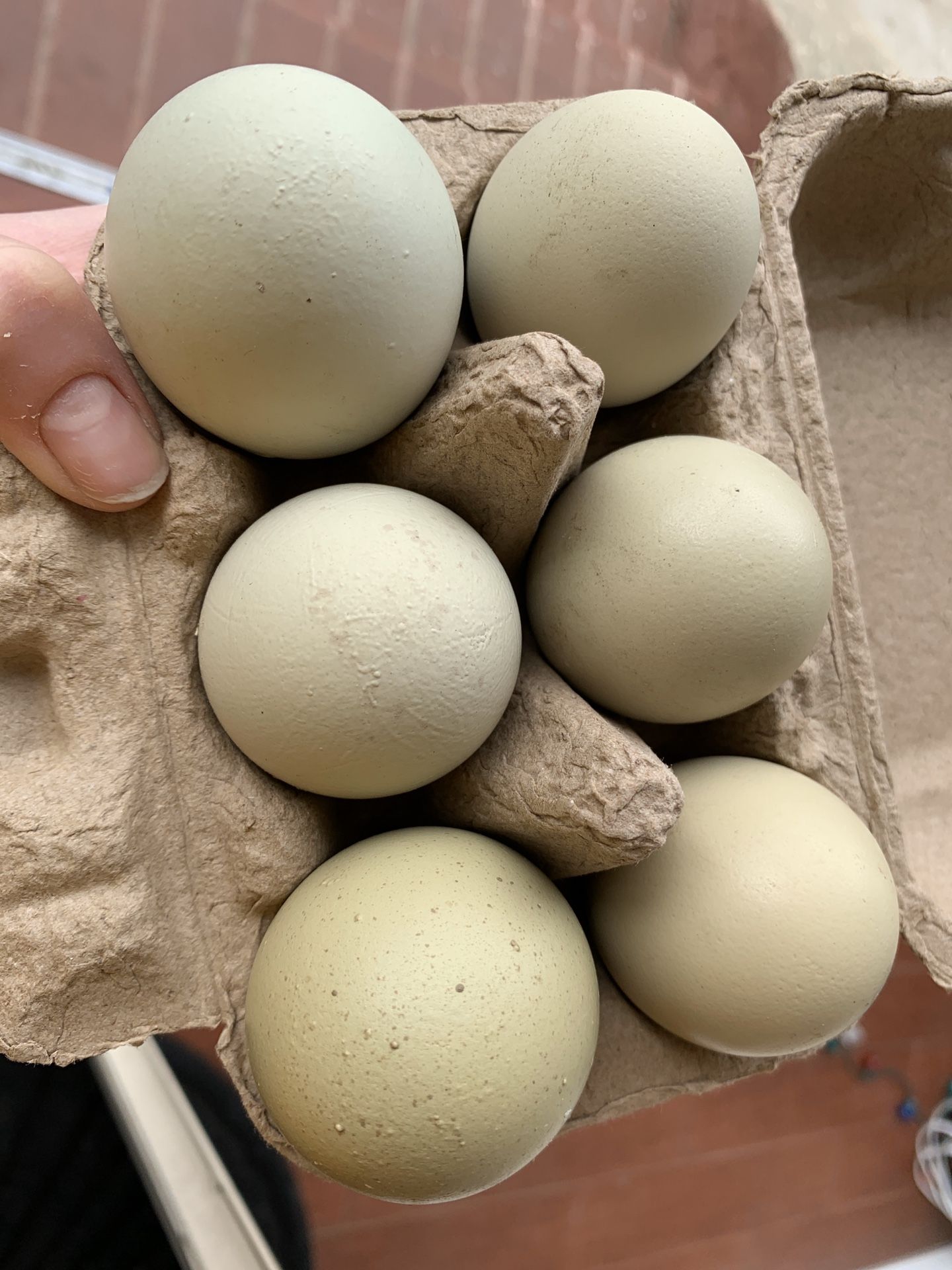 Olive Egger eggs - Fertile!