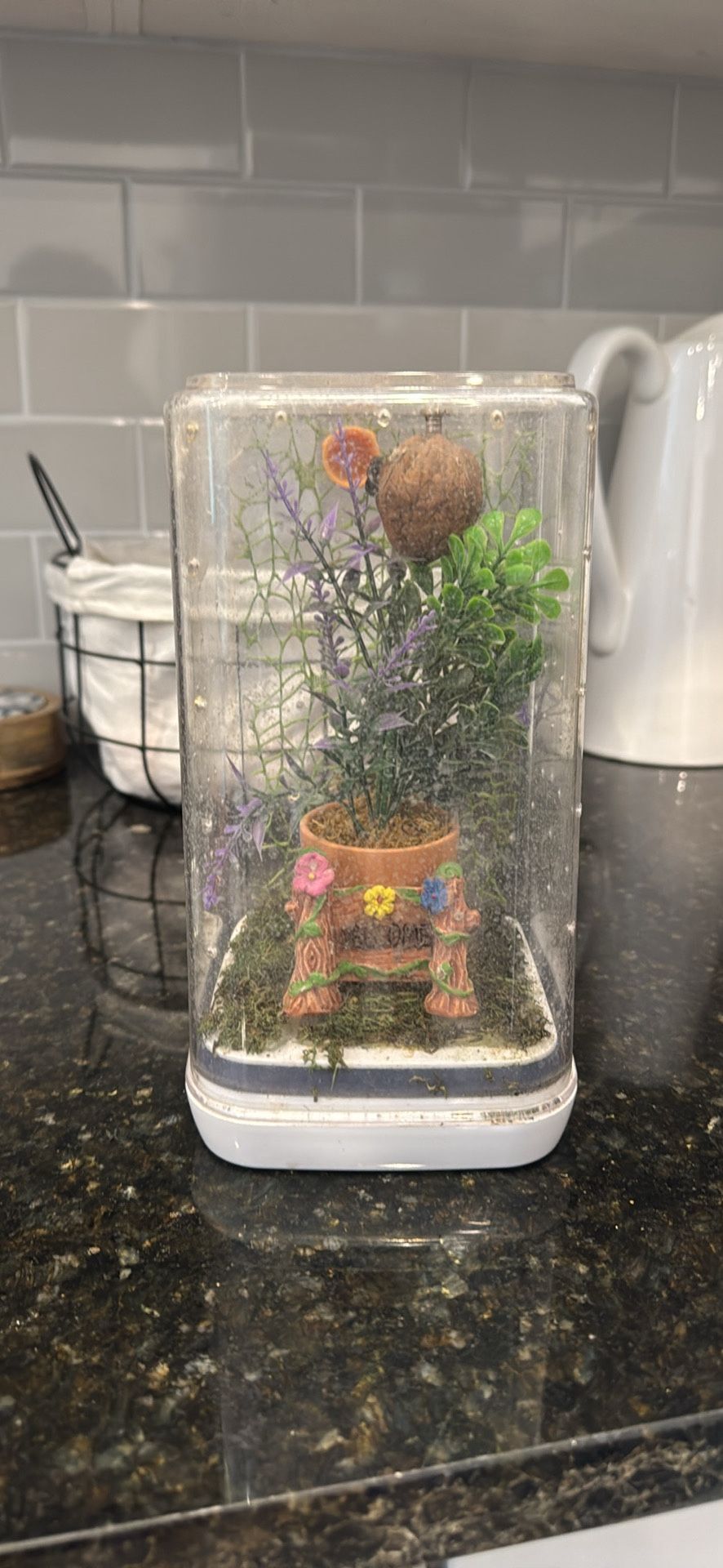 Jumping Spider Enclosure