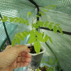 5 Starfruit Seedlings $10 Each -Deltona Local Pickup